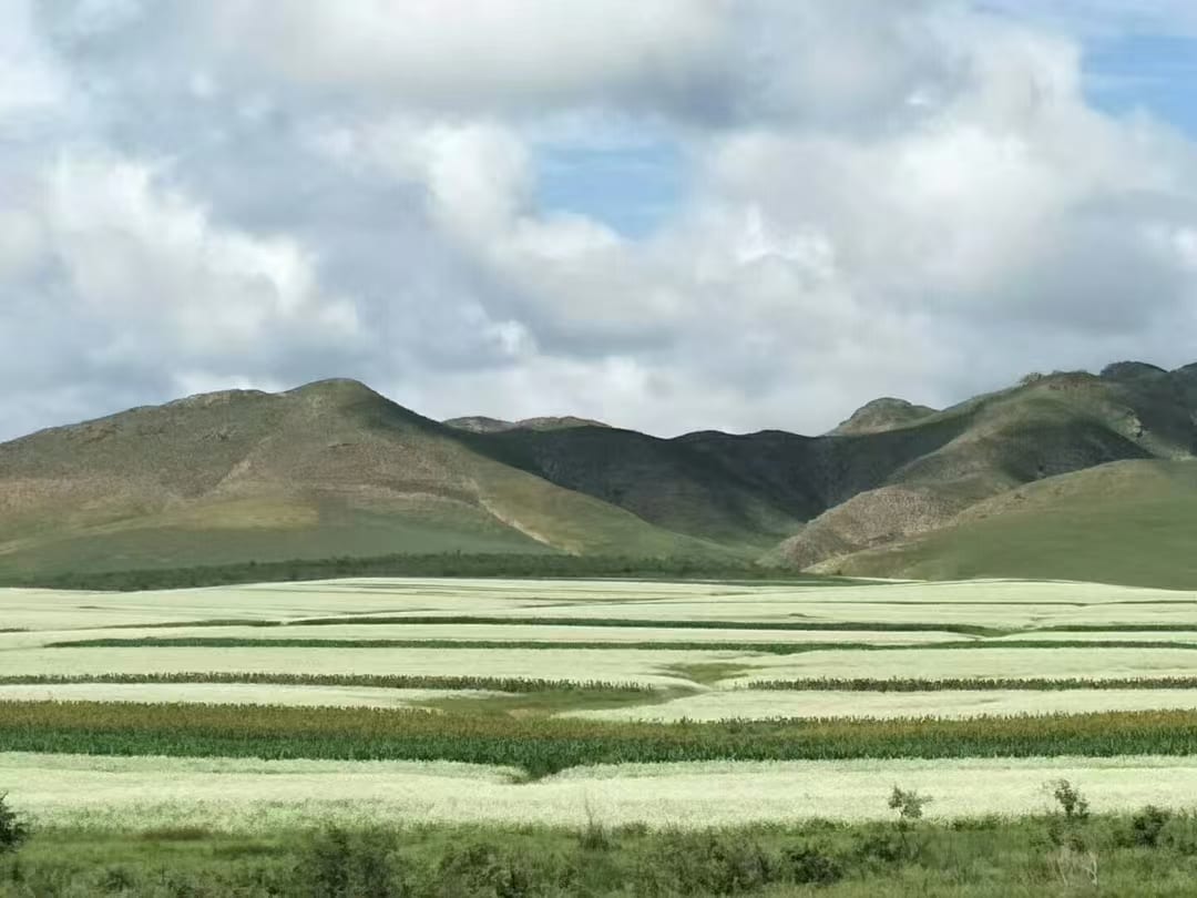 远山与连片有机种植基地